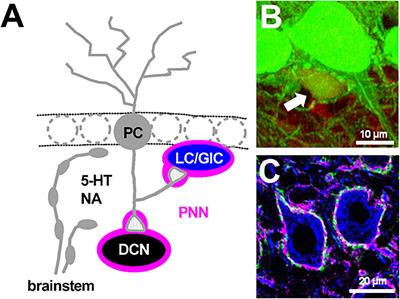 Modulatory Effects of Monoamines and Perineuronal Nets on Output of Cerebellar Purkinje Cells